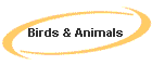 Birds & Animals